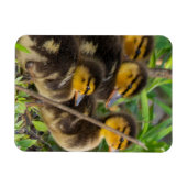 Ducklings Foto Magnet (Horizontal)
