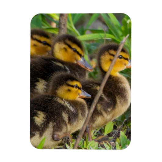 Ducklings Foto Magnet (Vertikal)