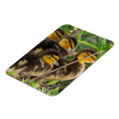Ducklings Foto Magnet (Linke Seite)