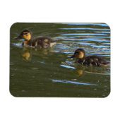 Ducklings Foto Magnet (Horizontal)