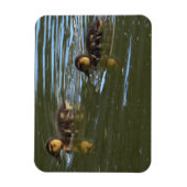Ducklings Foto Magnet (Vertikal)