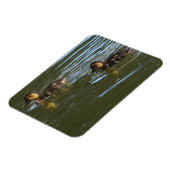 Ducklings Foto Magnet (Linke Seite)