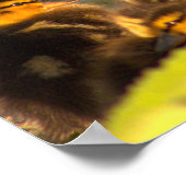 Ducklings Foto Poster (Ecke)