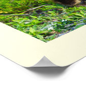 Ducklings Foto Poster (Ecke)