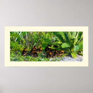 Ducklings Foto Poster