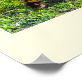 Ducklings Foto Poster (Ecke)