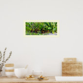 Ducklings Foto Poster (Küche)