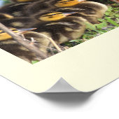 Ducklings Foto Poster (Ecke)