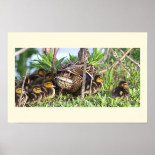 Ducklings Foto Poster