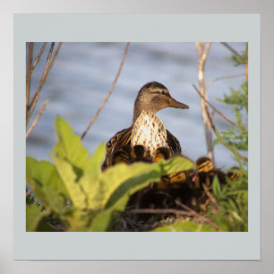 Ducklings Foto Poster