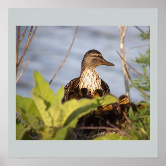 Ducklings Foto Poster (Vorne)