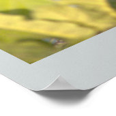 Ducklings Foto Poster (Ecke)