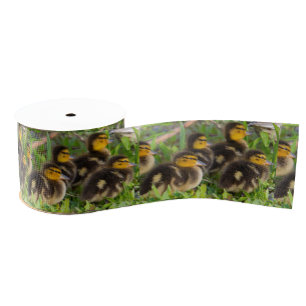Ducklings Foto Ribbon Ripsband