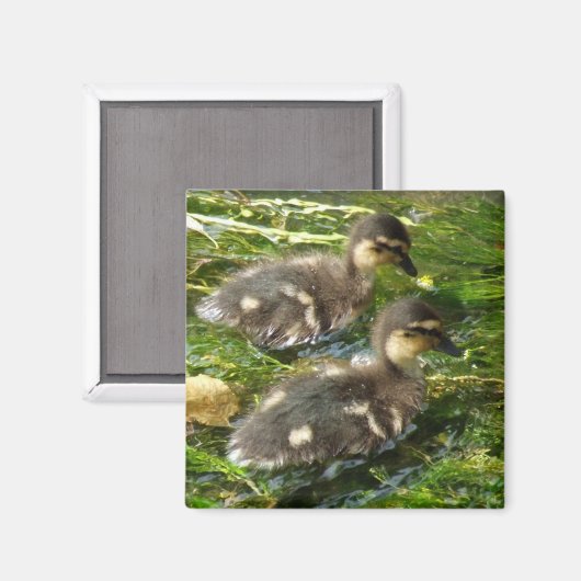 Ducklings Magnet (Vorderseite/Rückseite)