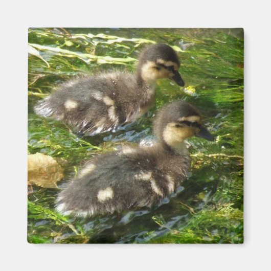 Ducklings Magnet (Vorne)