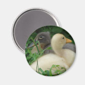 Ducklings Magnet (Vorderseite/Rückseite)