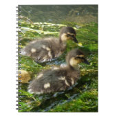 Ducklings-Notebook Notizblock (Vorderseite)
