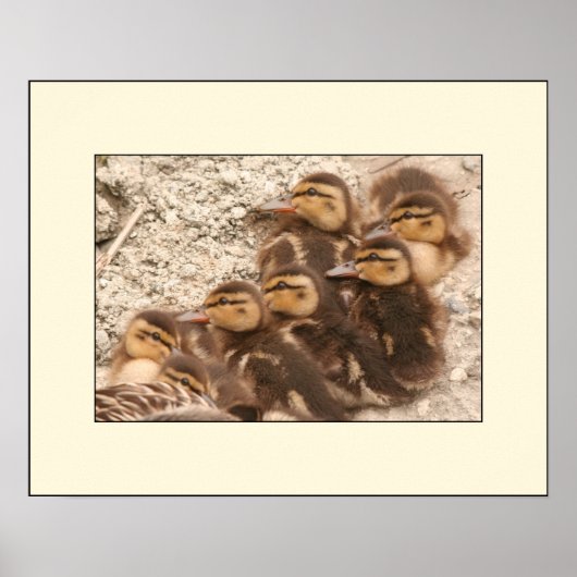 Ducklings Poster (Vorne)
