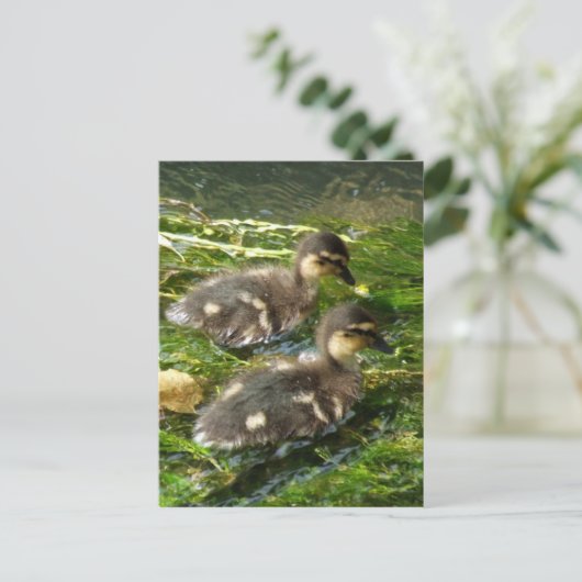 Ducklings Postkarte (Stehend Vorderseite)