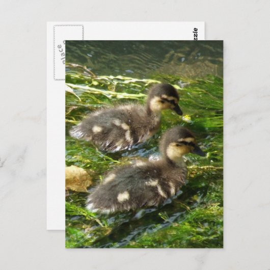 Ducklings Postkarte (Vorne/Hinten)