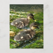 Ducklings Postkarte (Vorderseite)