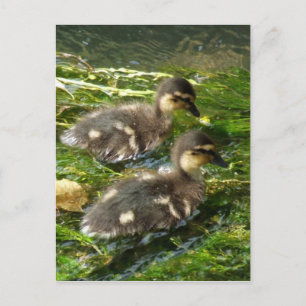 Ducklings Postkarte