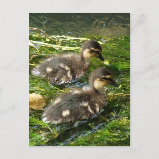 Ducklings Postkarte (Vorderseite)
