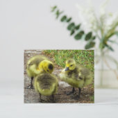 Ducklings Postkarte (Stehend Vorderseite)
