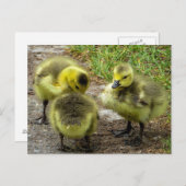 Ducklings Postkarte (Vorne/Hinten)
