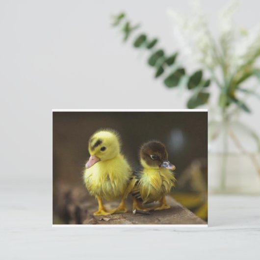 Ducklings Postkarte (Stehend Vorderseite)