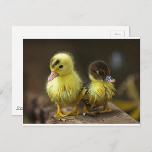 Ducklings Postkarte (Vorne/Hinten)