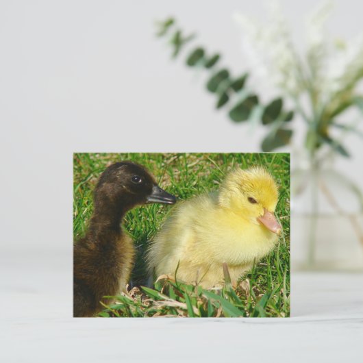 Ducklings Postkarte (Stehend Vorderseite)