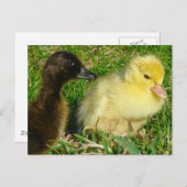 Ducklings Postkarte (Vorne/Hinten)