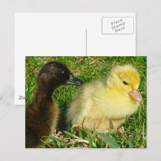 Ducklings Postkarte (Vorne/Hinten)