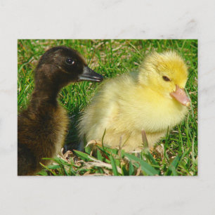 Ducklings Postkarte