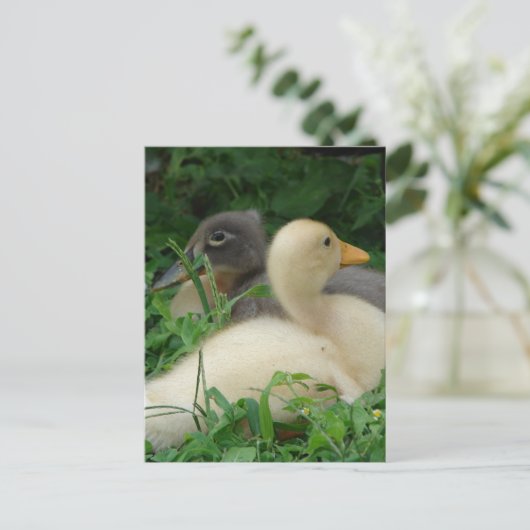 Ducklings Postkarte (Stehend Vorderseite)