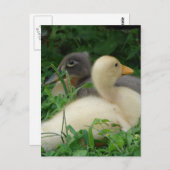Ducklings Postkarte (Vorne/Hinten)