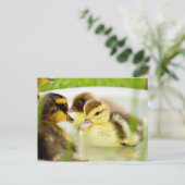 Ducklings Postkarte (Stehend Vorderseite)