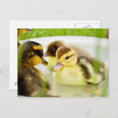 Ducklings Postkarte (Vorne/Hinten)