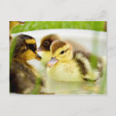Ducklings Postkarte (Vorderseite)