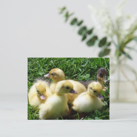 Ducklings Postkarte (Stehend Vorderseite)