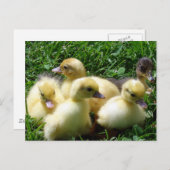 Ducklings Postkarte (Vorne/Hinten)