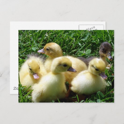 Ducklings Postkarte (Vorne/Hinten)
