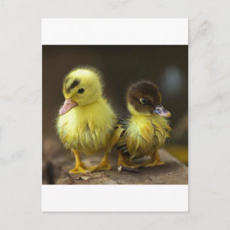 Ducklings Postkarte