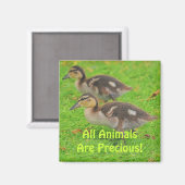 Ducklings Tierfreunde Magnete für Wildnis Magnet (Vorderseite/Rückseite)