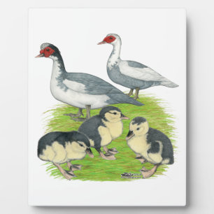 Ducks Blue Pied Muscovy Family Fotoplatte
