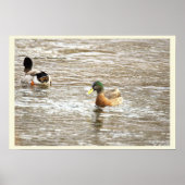 Ducks in Icy Creek Poster (Vorne)