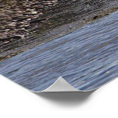 Ducks in Water Poster (Ecke)