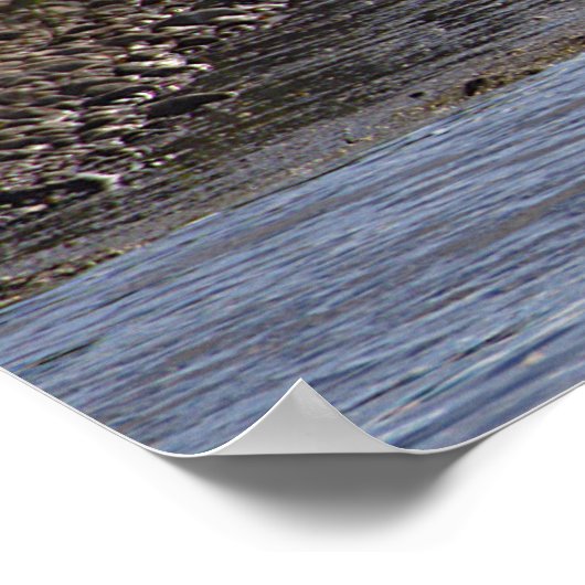 Ducks in Water Poster (Ecke)