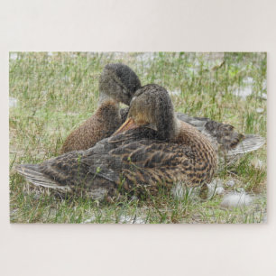 Ducks Kanudeln - Liebe und Zuneigung Puzzle